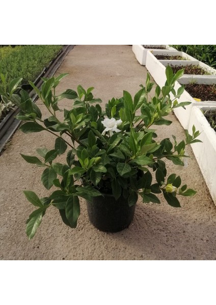 10 Adet Gardenia Jasminoides Gardenya Çiçeği Paketi