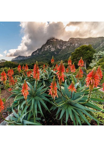 Aloe Tohumu Sukkulent Tohum Karışımı