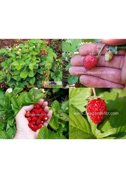 Kokulu Çilek Tohumu Rugen Doğal Strawberry Ruegen