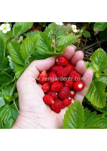 Kokulu Çilek Tohumu Rugen Doğal Strawberry Ruegen