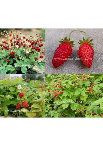 Kokulu Çilek Tohumu Rugen Doğal Strawberry Ruegen