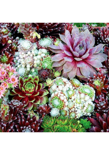 Sempervivum Tohumu Tüm Türler Hens & Chicks Hybrids