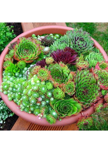 Sempervivum Tohumu Tüm Türler Hens & Chicks Hybrids