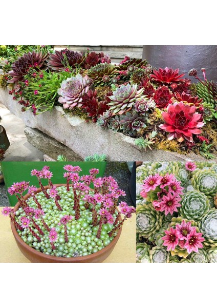 Sempervivum Tohumu Tüm Türler Hens & Chicks Hybrids