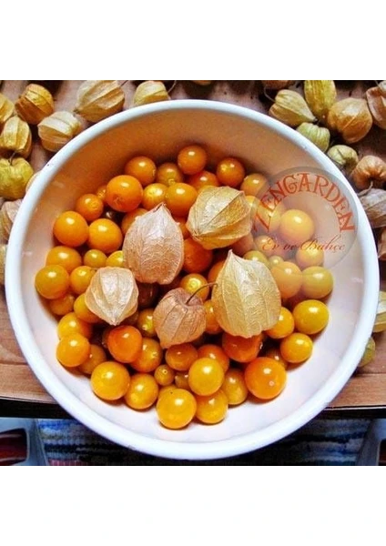 Altın Çilek Tohumu Golden Gooseberry