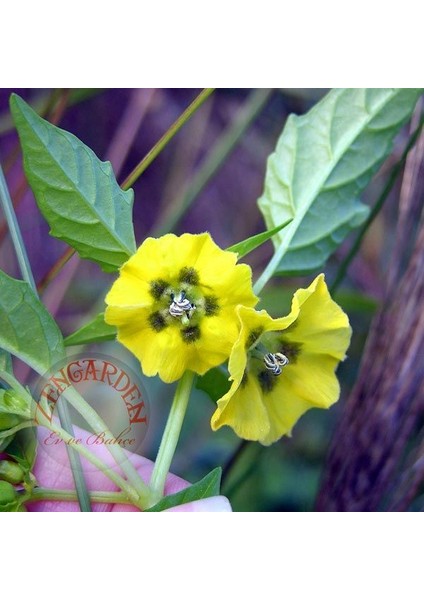 Altın Çilek Tohumu Golden Gooseberry