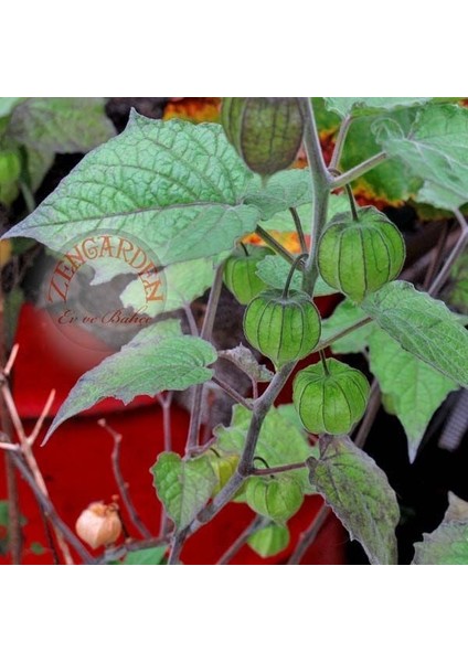 Altın Çilek Tohumu Golden Gooseberry