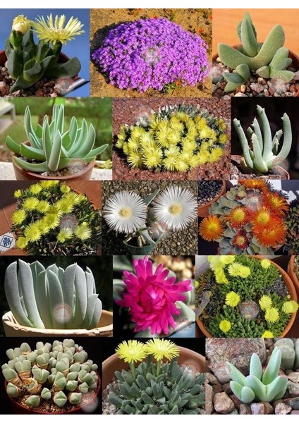 Cheiridopsis Sp. Çiçekli Sukkulent Tohumu Karışımı Succulent