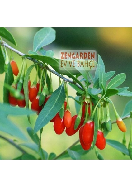 Goji Berry Tohumu Lycium Barbarum Seeds