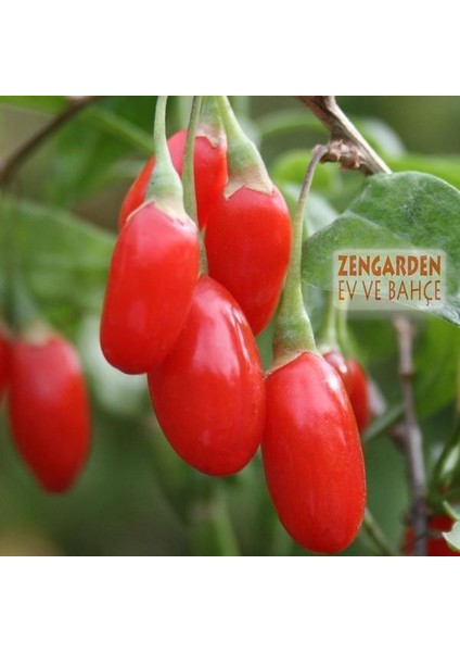 Goji Berry Tohumu Lycium Barbarum Seeds