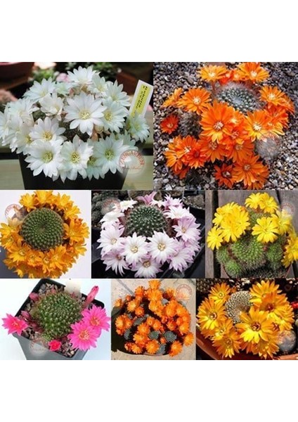 Rebutia Sp. Kaktüs Tohumu Karışımı