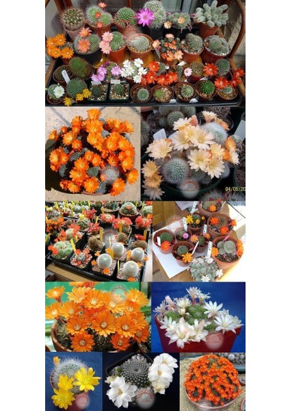 Rebutia Sp. Kaktüs Tohumu Karışımı