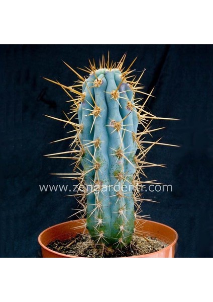 Mavi Kaktüs Azureocereus Tohumu Azureocereus Hertlingianus - Blue Cereus