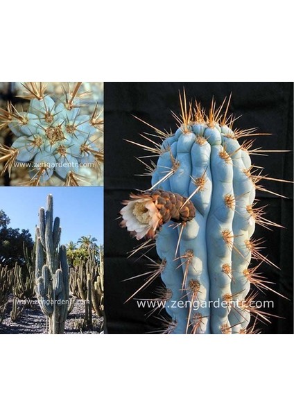 Mavi Kaktüs Azureocereus Tohumu Azureocereus Hertlingianus - Blue Cereus