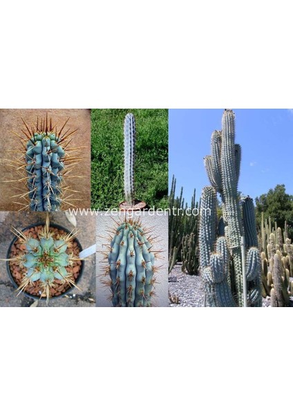 Mavi Kaktüs Azureocereus Tohumu Azureocereus Hertlingianus - Blue Cereus