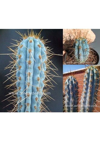 Mavi Kaktüs Azureocereus Tohumu Azureocereus Hertlingianus - Blue Cereus