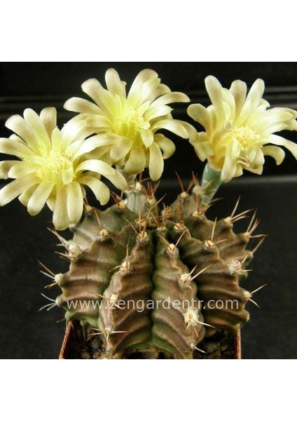 Gymnocalycium Mihanovichii Kaktüs Tohumu Karışımı