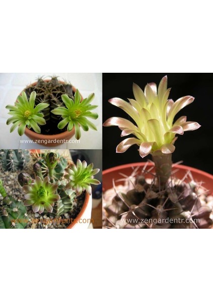 Gymnocalycium Mihanovichii Kaktüs Tohumu Karışımı