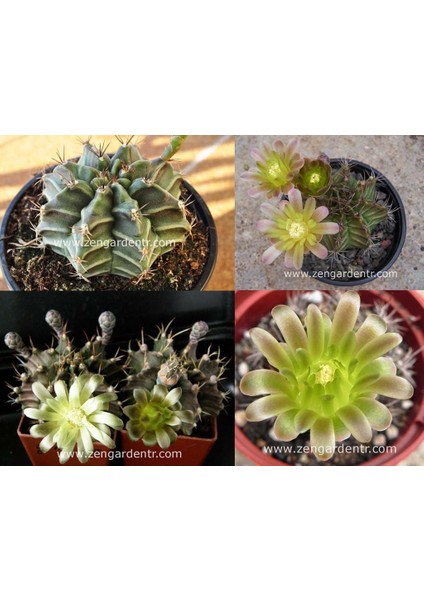 Gymnocalycium Mihanovichii Kaktüs Tohumu Karışımı