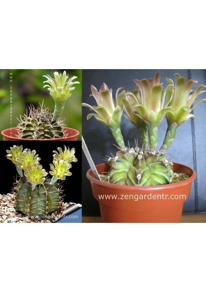 Gymnocalycium Mihanovichii Kaktüs Tohumu Karışımı