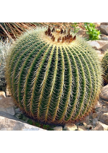 Ekino Kaktüs Altın Varil Tohumu Echinocactus Grusonii