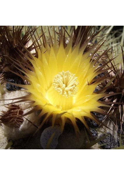 Ekino Kaktüs Altın Varil Tohumu Echinocactus Grusonii