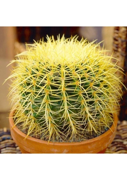 Ekino Kaktüs Altın Varil Tohumu Echinocactus Grusonii