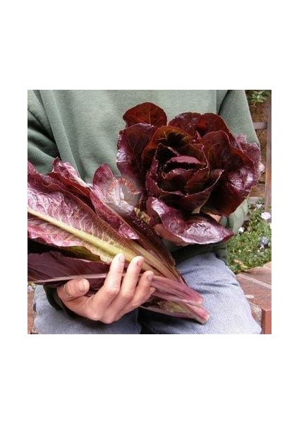 Super Red Romaine Kırmızı Yaprak Marul Tohumu Atalık