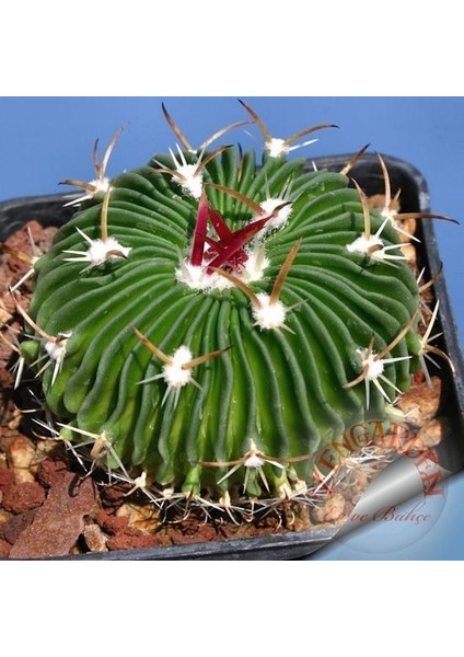 Echinofossulocactus Kaktüs Tohumu Karışımı