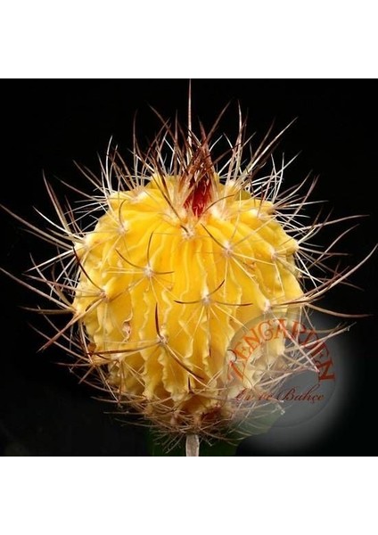 Echinofossulocactus Kaktüs Tohumu Karışımı