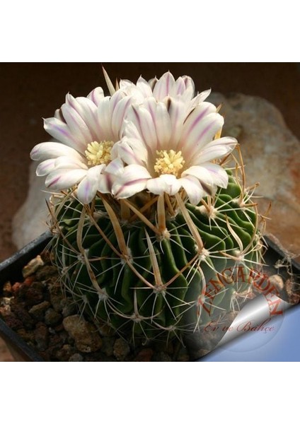 Echinofossulocactus Kaktüs Tohumu Karışımı