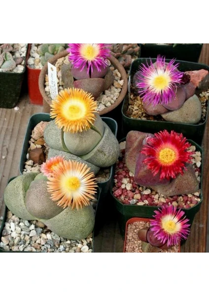 Pleiospilos Nelii Sukulent Bitki Tohumu Karışımı