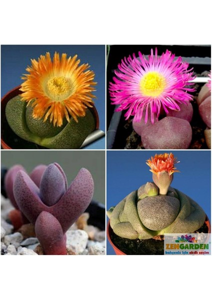 Pleiospilos Nelii Sukulent Bitki Tohumu Karışımı