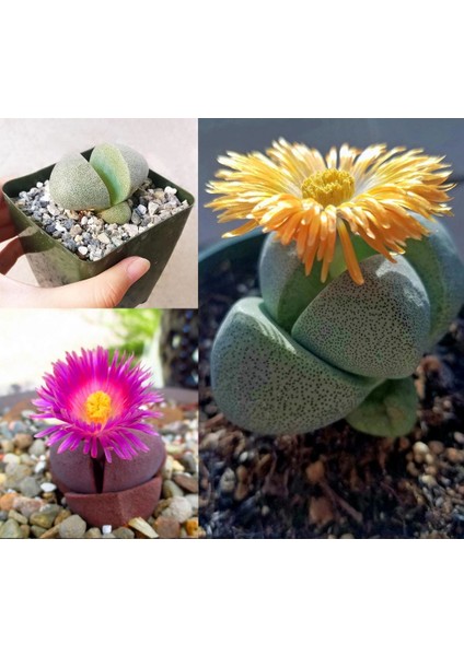 Pleiospilos Nelii Sukulent Bitki Tohumu Karışımı