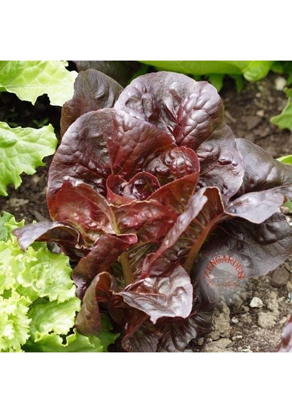 Super Red Romaine Kırmızı Yaprak Marul Tohumu Atalık