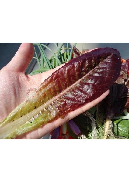 Super Red Romaine Kırmızı Yaprak Marul Tohumu Atalık