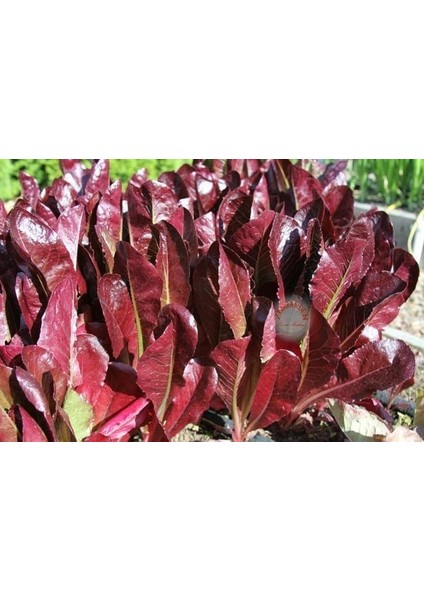 Super Red Romaine Kırmızı Yaprak Marul Tohumu Atalık