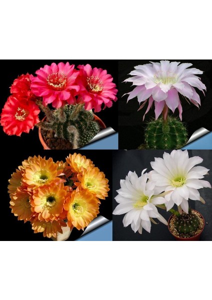 Echinopsis Kaktüs Tohumu Karışımı