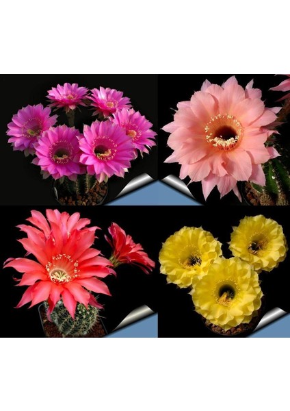 Echinopsis Kaktüs Tohumu Karışımı