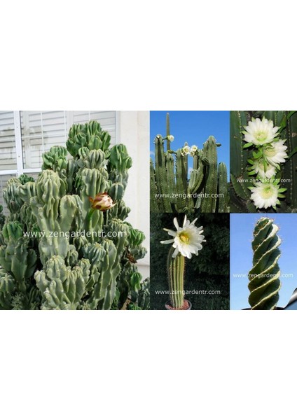 Cereus Kaktüs Tohumu Karışımı Mixed