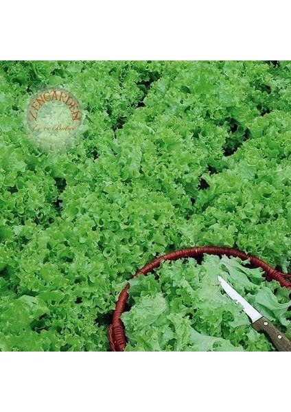 Mini Tango Marul Tohumu Atalık Lactuca Sativa