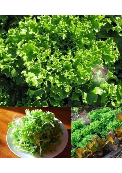 Mini Tango Marul Tohumu Atalık Lactuca Sativa fiyatları