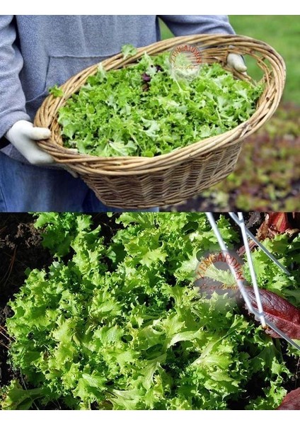 Mini Tango Marul Tohumu Atalık Lactuca Sativa fırsatları