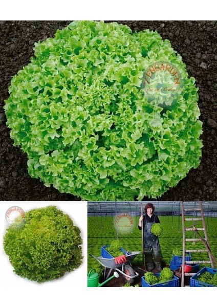 Lollo Bionda Marul Tohumu Kıvırcık