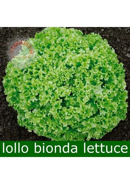 Lollo Bionda Marul Tohumu Kıvırcık