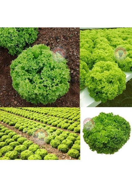 Lollo Bionda Marul Tohumu Kıvırcık