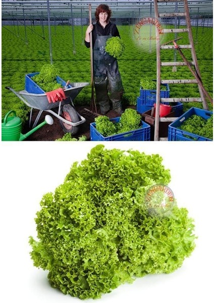 Lollo Bionda Marul Tohumu Kıvırcık