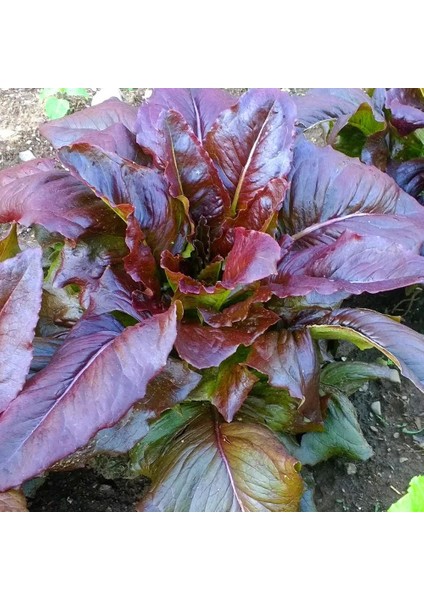 Kırmızı Marul Tohumu Atalık Geyik Dili Red Deer Tongue fiyatları