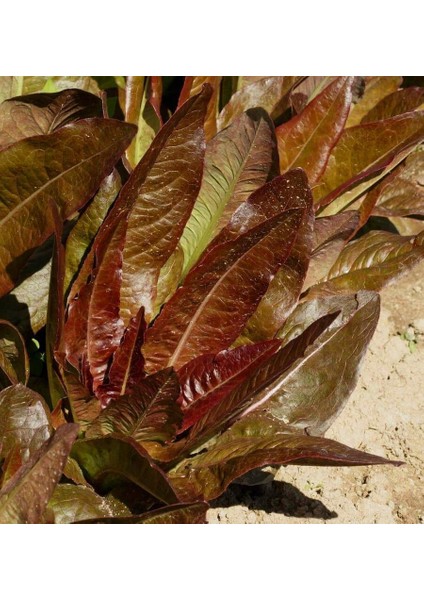 Kırmızı Marul Tohumu Atalık Geyik Dili Red Deer Tongue indirimleri