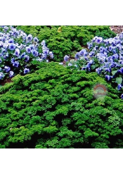 Yeşil Orman Maydanoz Tohumu Geleneksel Green Forest Parsley